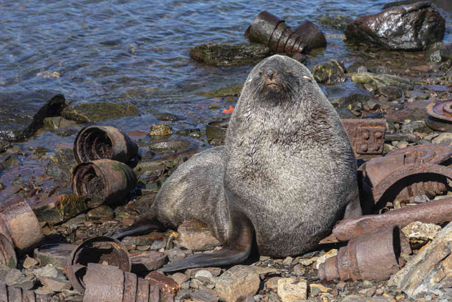 León Marino - islas Georgias del Sur 13.jpg